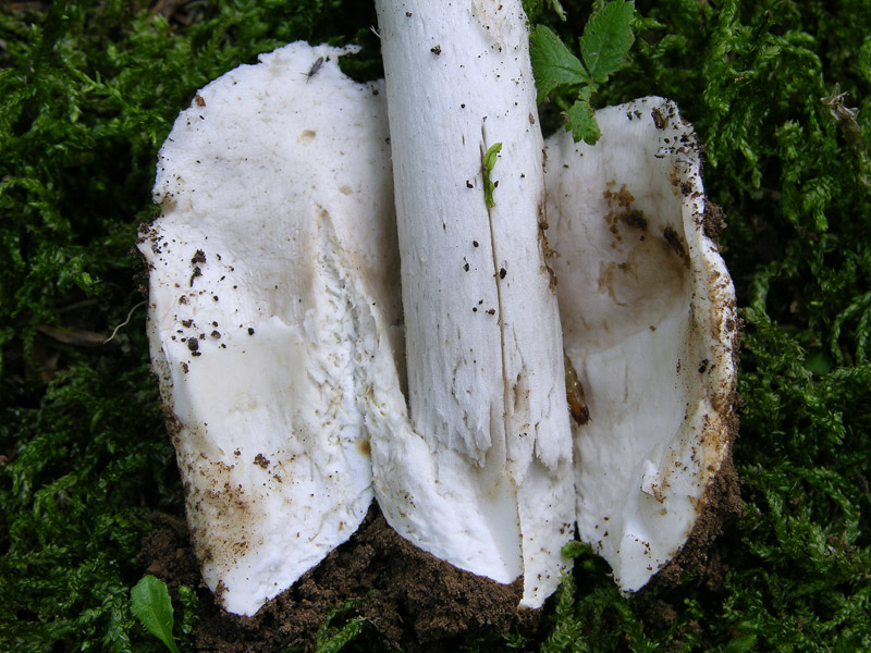 Amanita vaginata.